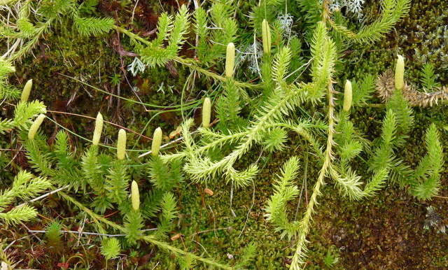 10 Interrupted Clubmoss, Lycopodium annotinum