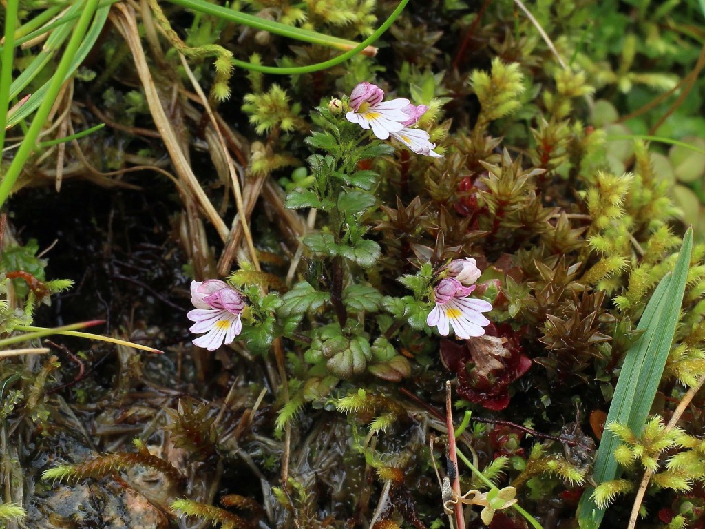 12 Euphrasia rivularis