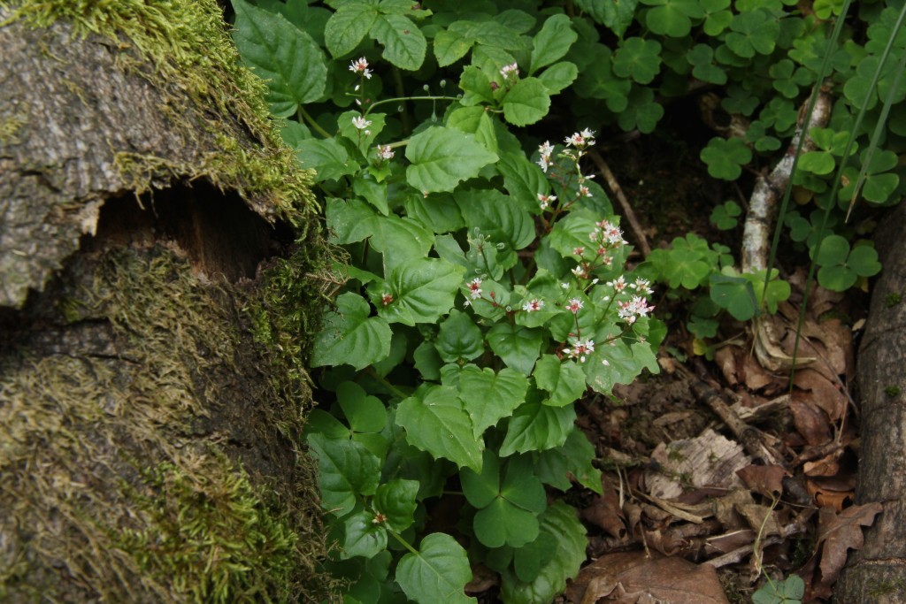 Alpine Enchanters-nightshade, Circaea alpina