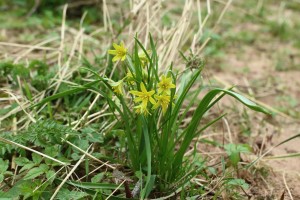 Yellow Star-of-Bethlehem, Gagea lutea