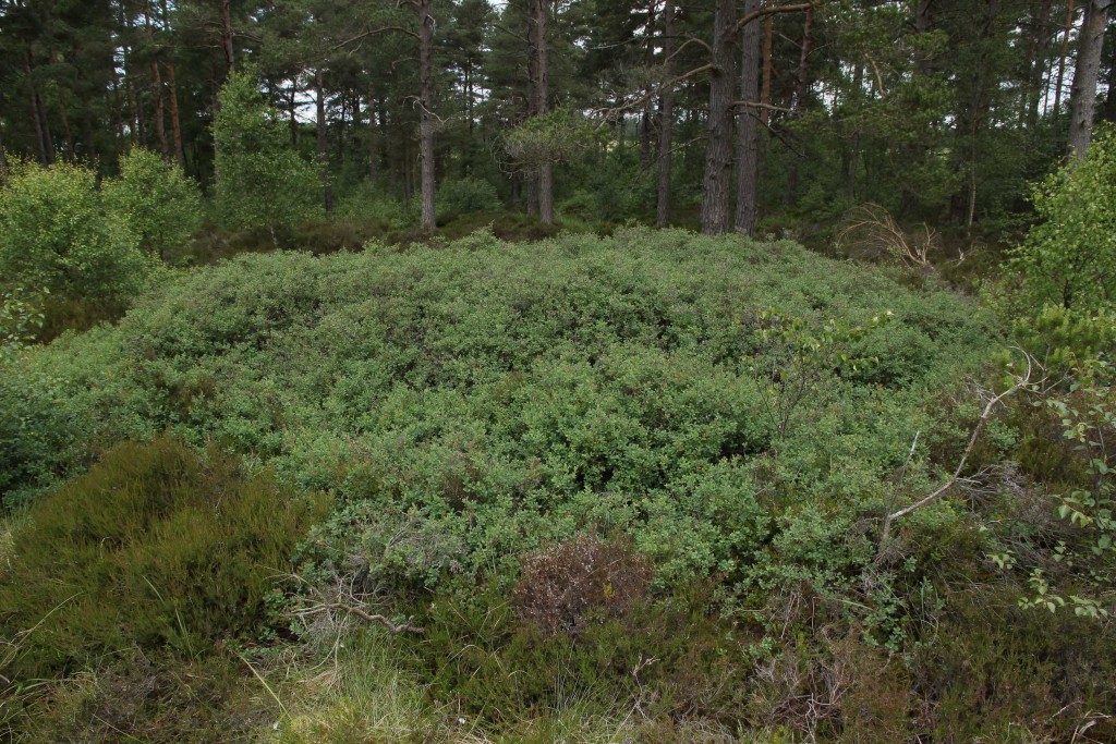 Bog Bilberry, Vaccinium uliginosum (valley mire)