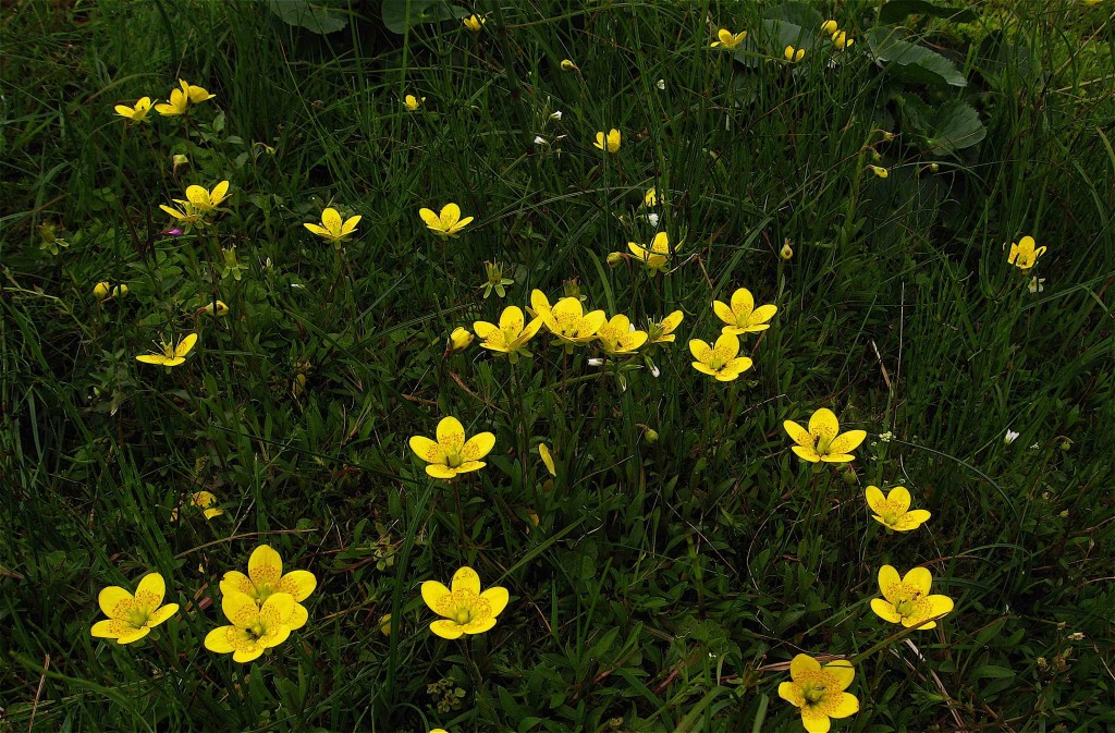 Marsh Saxifrage, Saxifraga hirculus