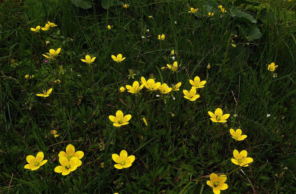 Marsh Saxifrage, Saxifraga hirculus