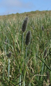 Alpine Foxtail, Alopecurus alpinus