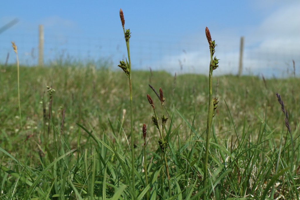 Sheathed Sedge, Carex vaginata