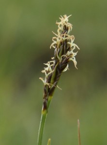 False-sedge, Kobresia simpliciuscula