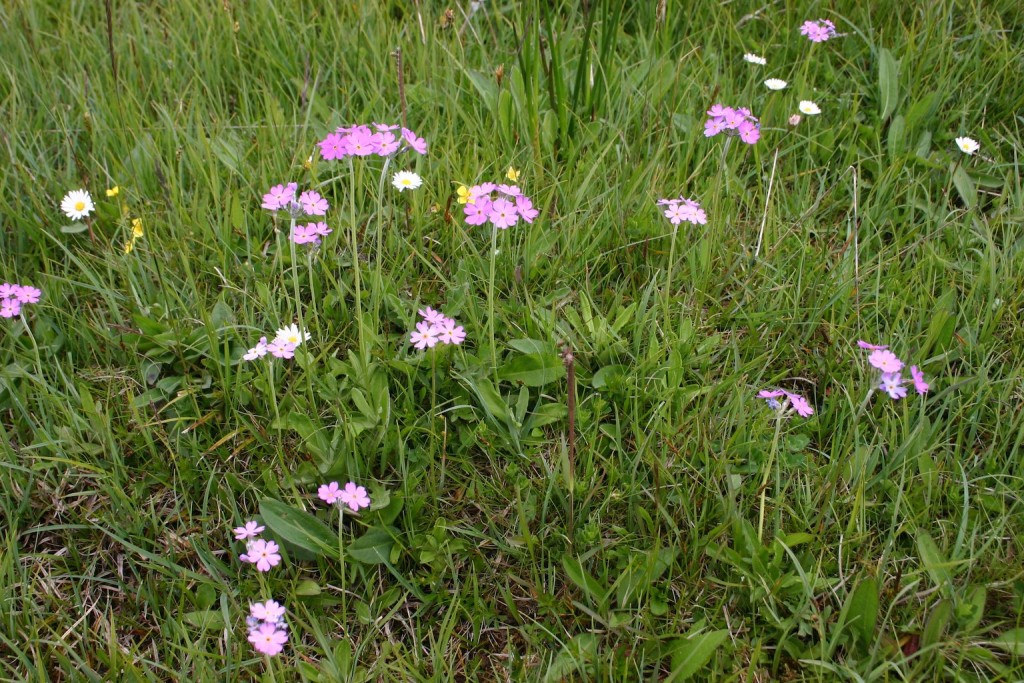 27 Birds-eye Primrose, Primula farinosa