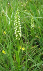 Small-white Orchid, Pseudorchis albida