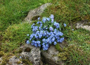 30 Alpine Forget-me-not