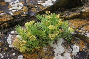 Rock Samphire, Crithmum maritimum