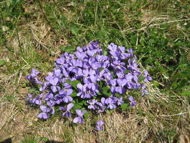 Hybrid violet, Viola × intersita