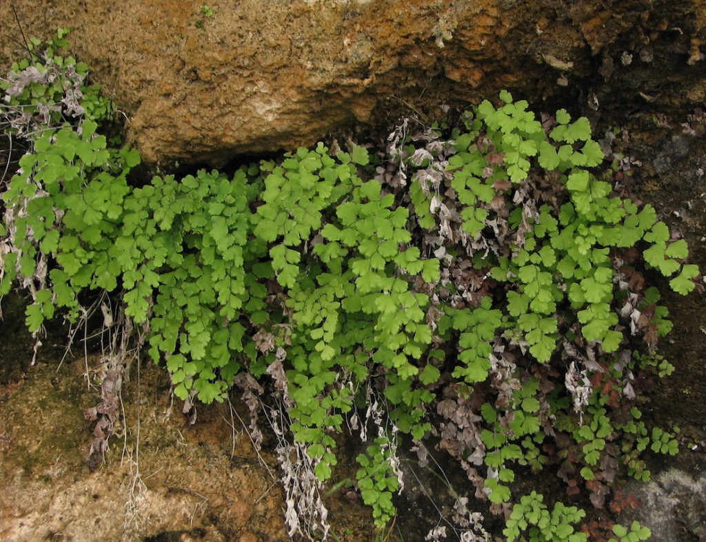 34 Maidenhair Fern