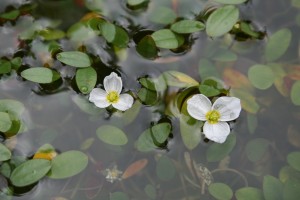 5 Floating Water-plantain