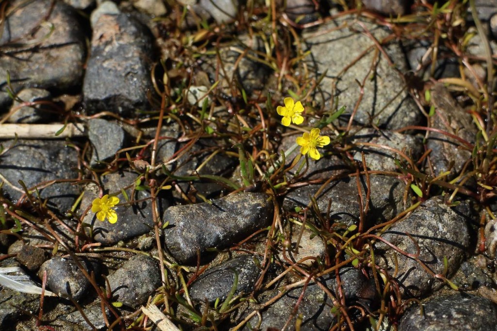 Creeping Spearwort, Ranunculus reptans