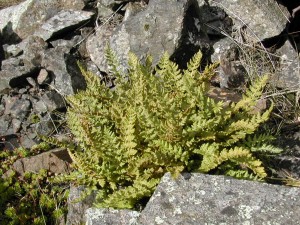 Oblong Woodsia, Woodsia ilvensis