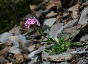 Alpine Catchfly, Silene alpina