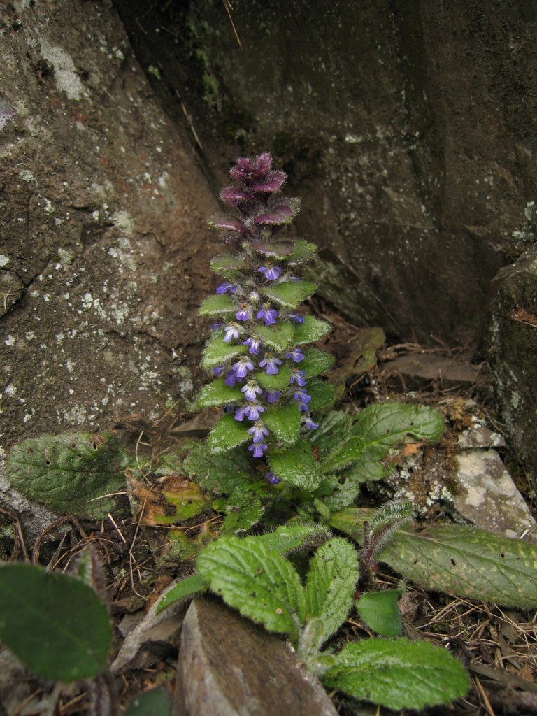 Ajuga