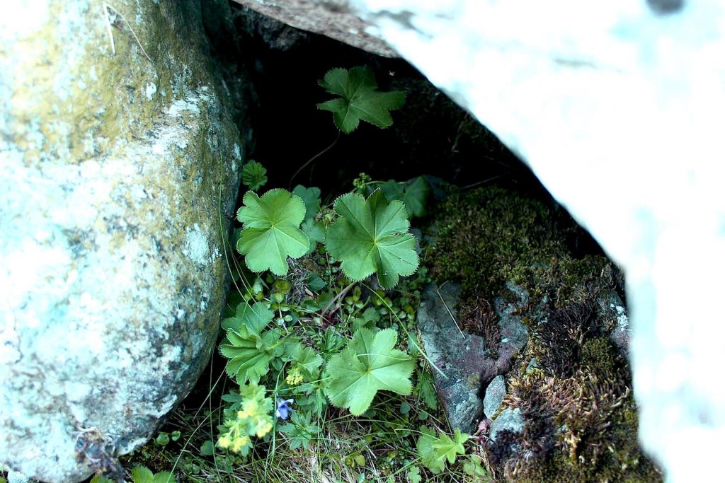 Alchemilla wichurae Kentmere smaller