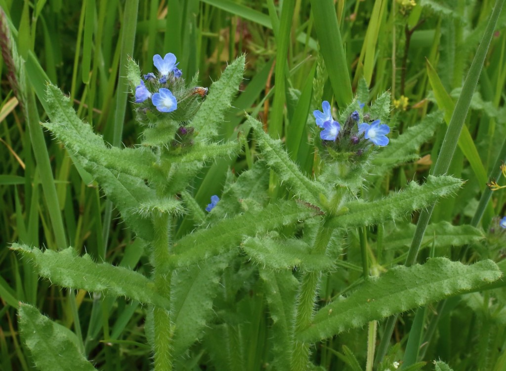 Bugloss