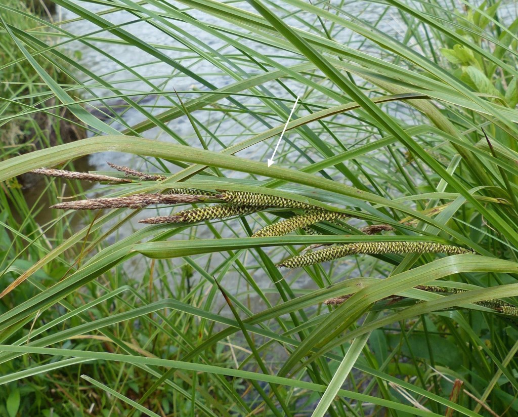 Carex aquatilis Borrans Mo Richards Jun 15