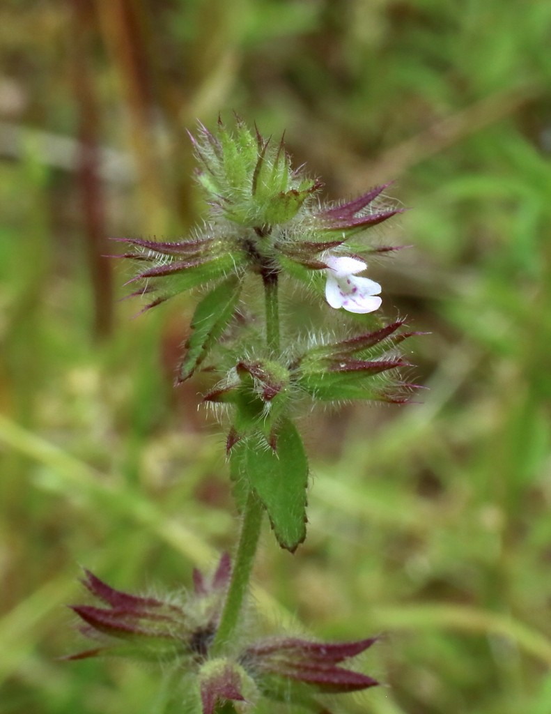 Field Woundwort