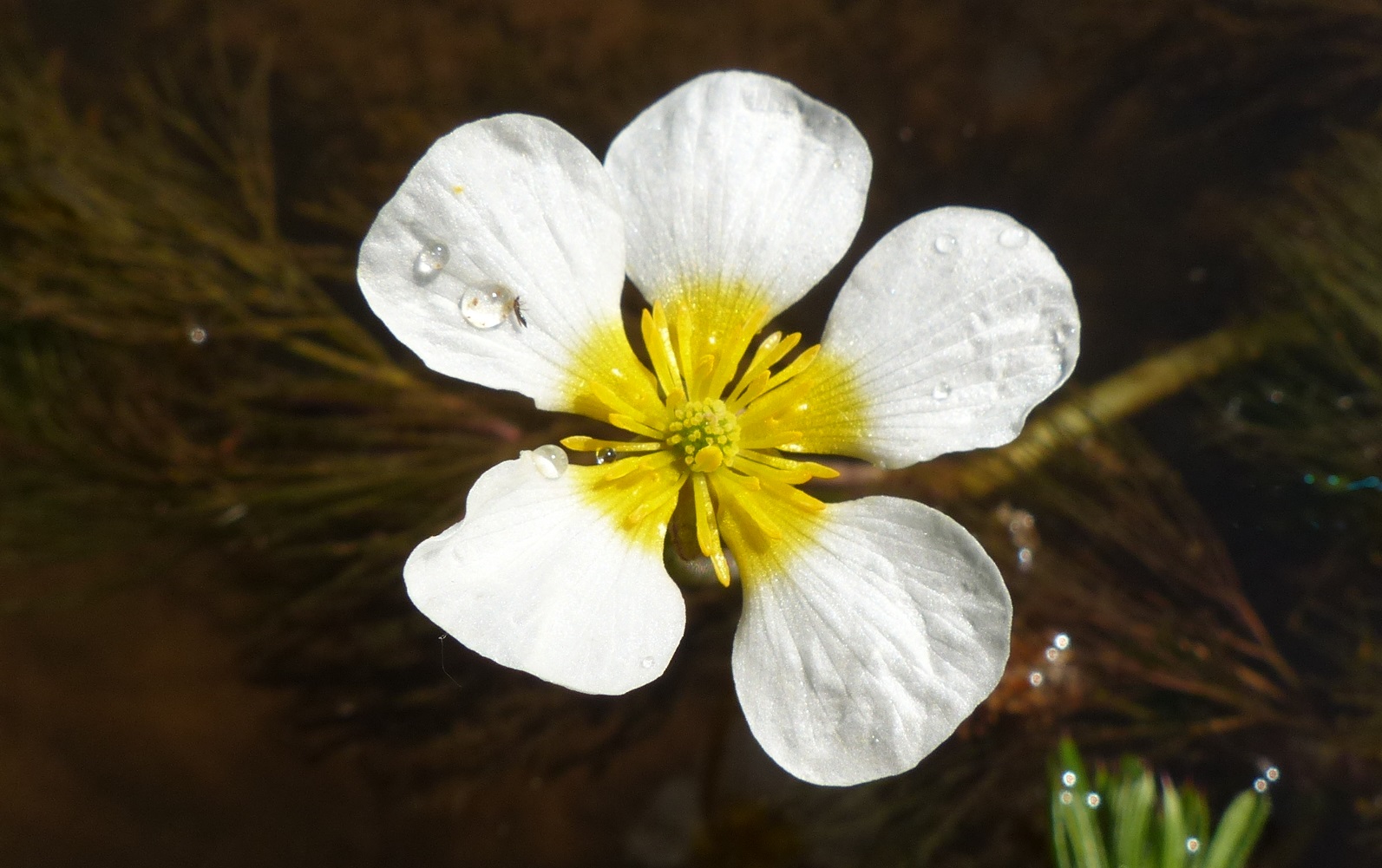 P1210147 Ranunculus penicillatus subsp. pseudofluitans Crop