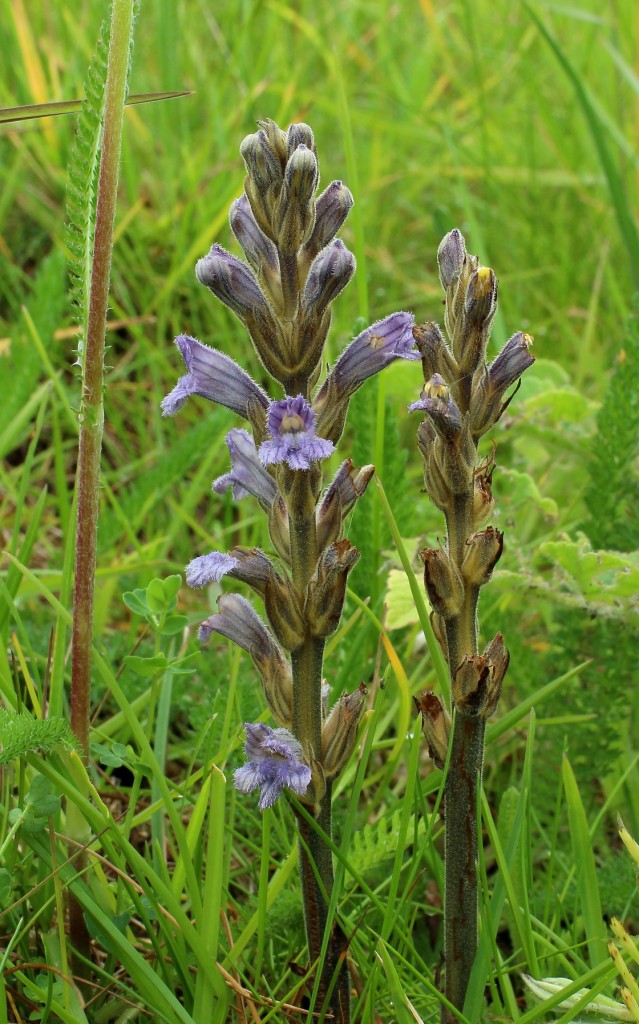 Yarrow Broomrape ~ Orobanche purpurea [JR]