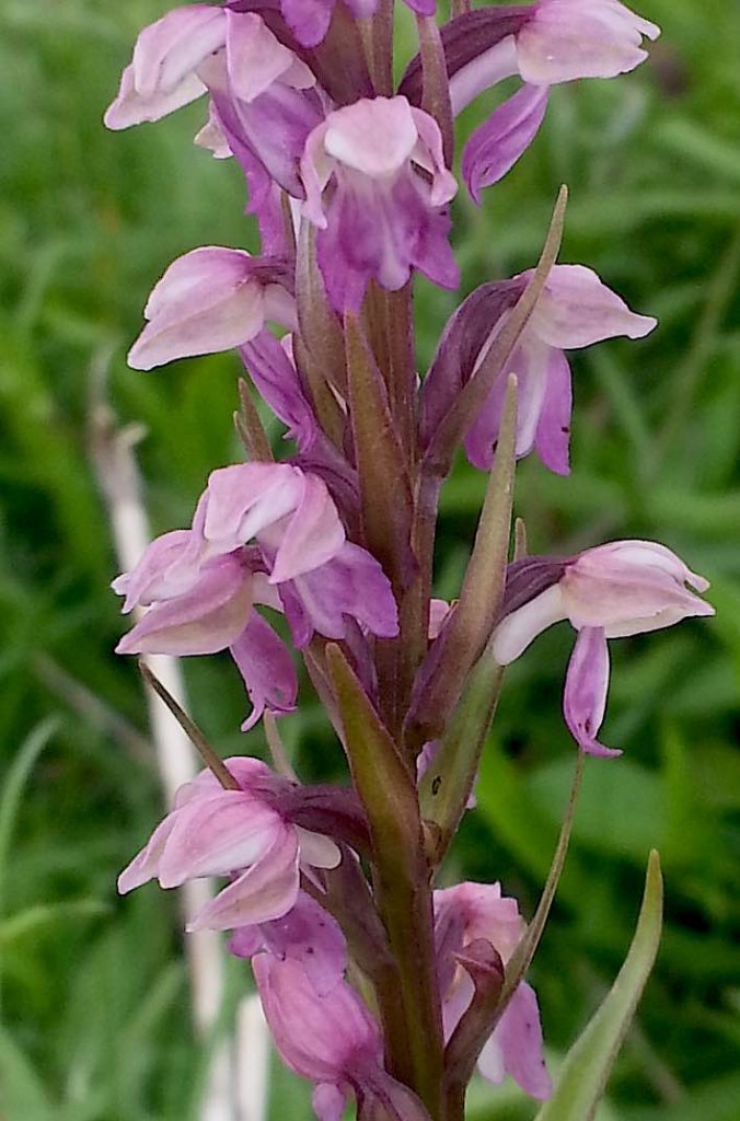 Close-up of flowers [LH]