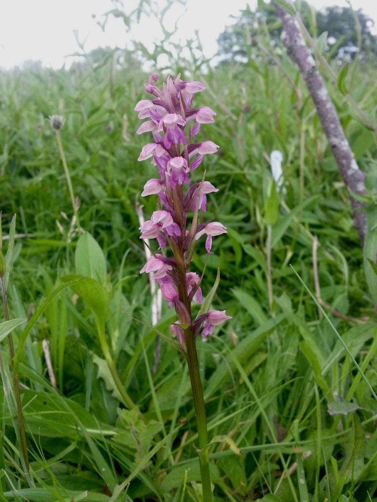 xDactyloglossum mixtum copy