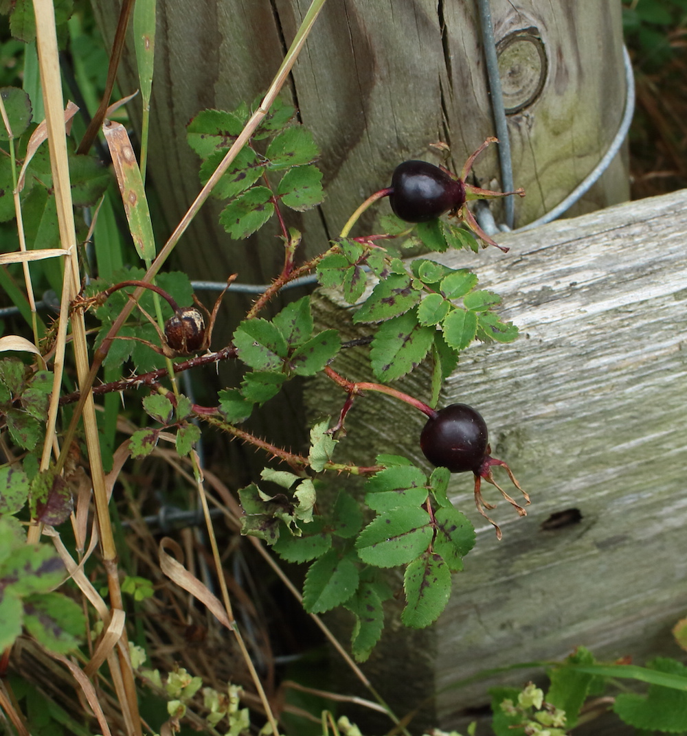 Burnet Rose
