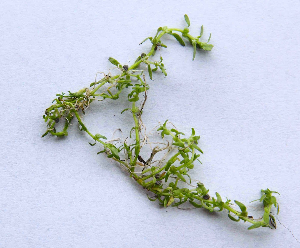 Calli pal plant 2