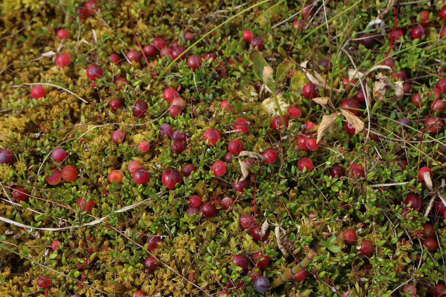 Cranberries 1
