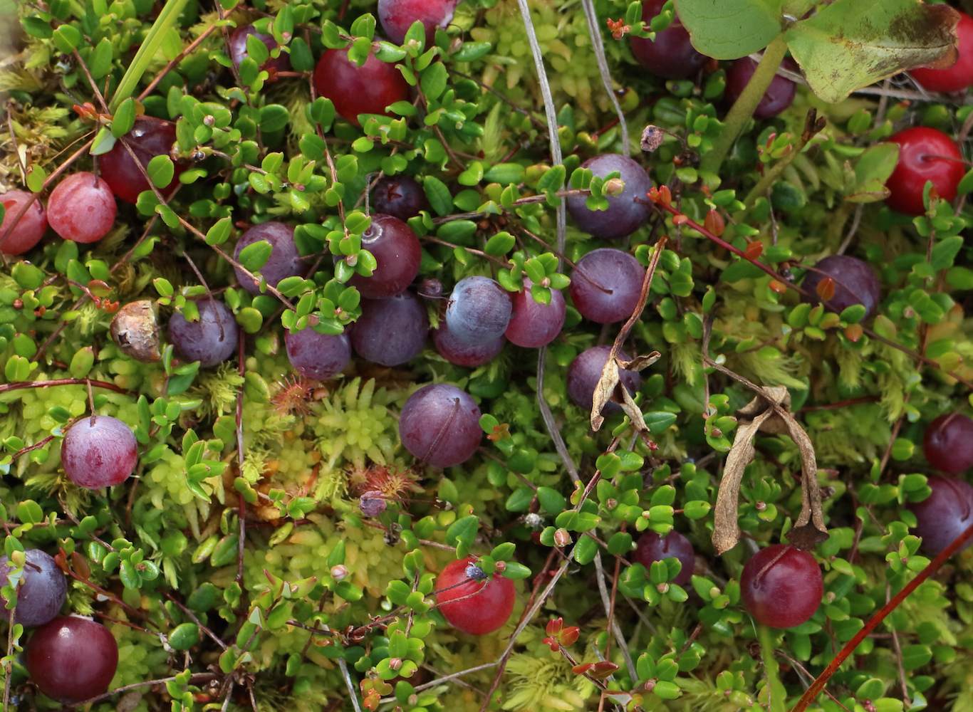 Cranberries 2