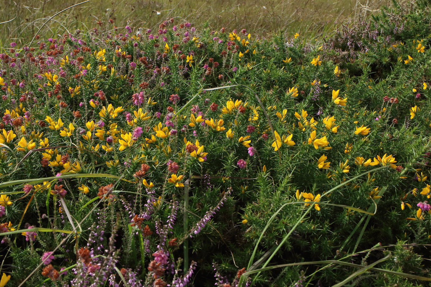 Gorse etc