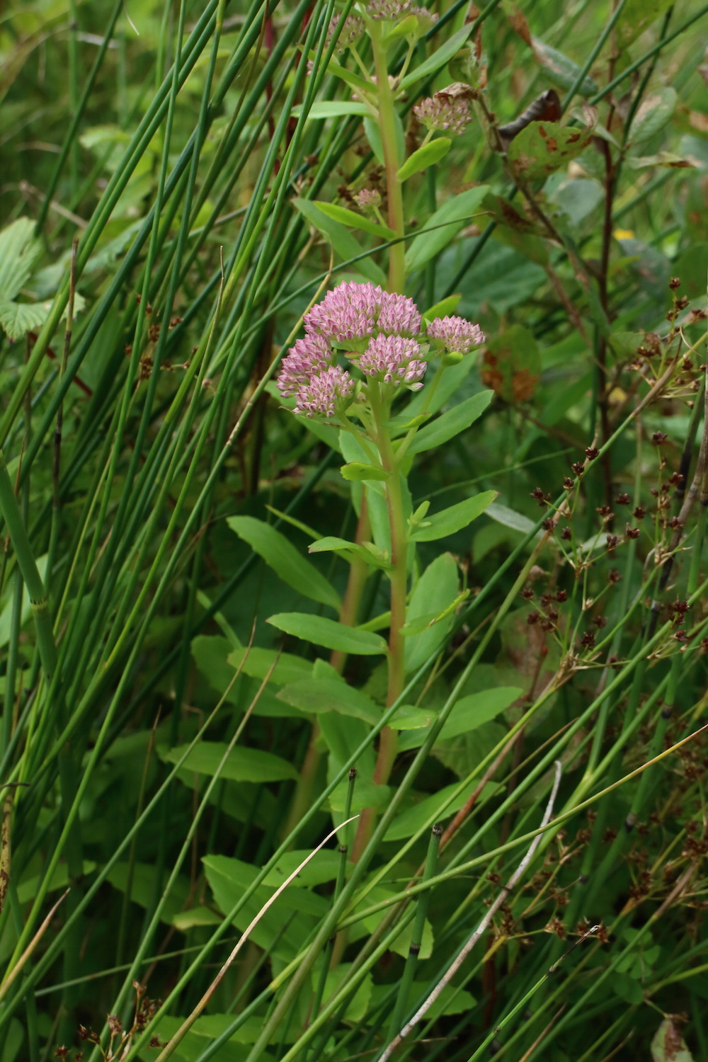 Orpine