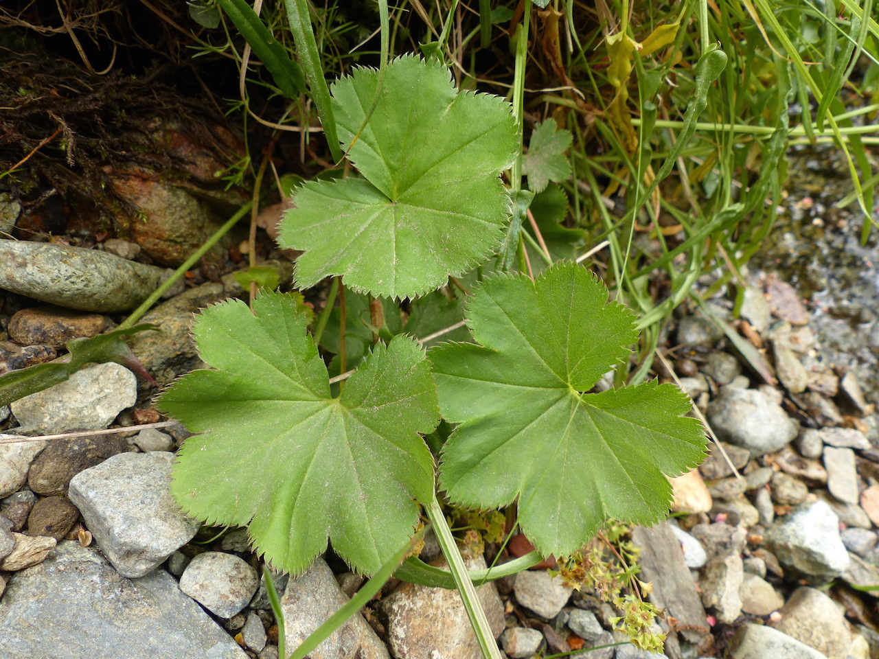 P1290452 Alchemilla wichurae