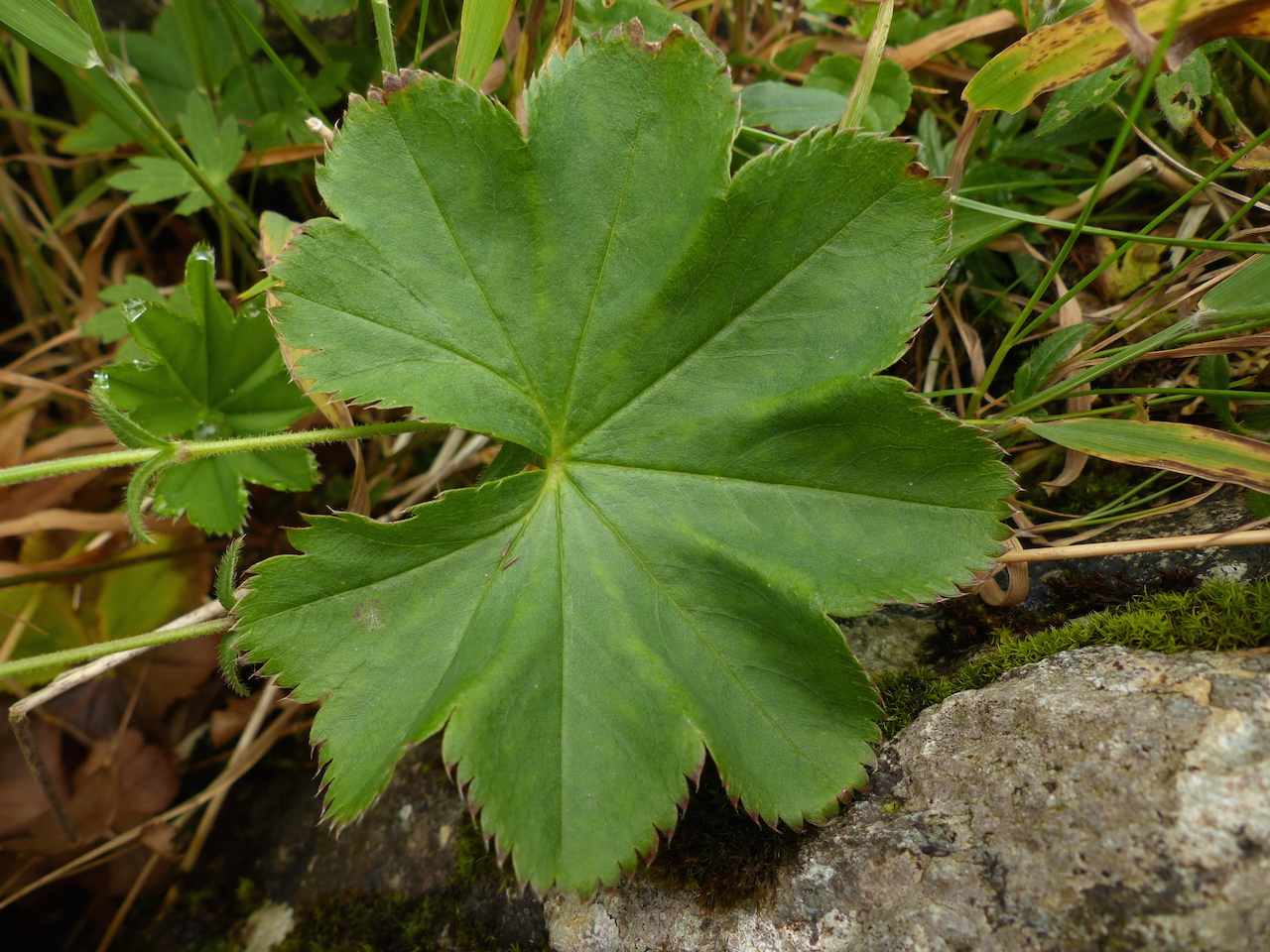 P1290500 Alchemilla wichurae