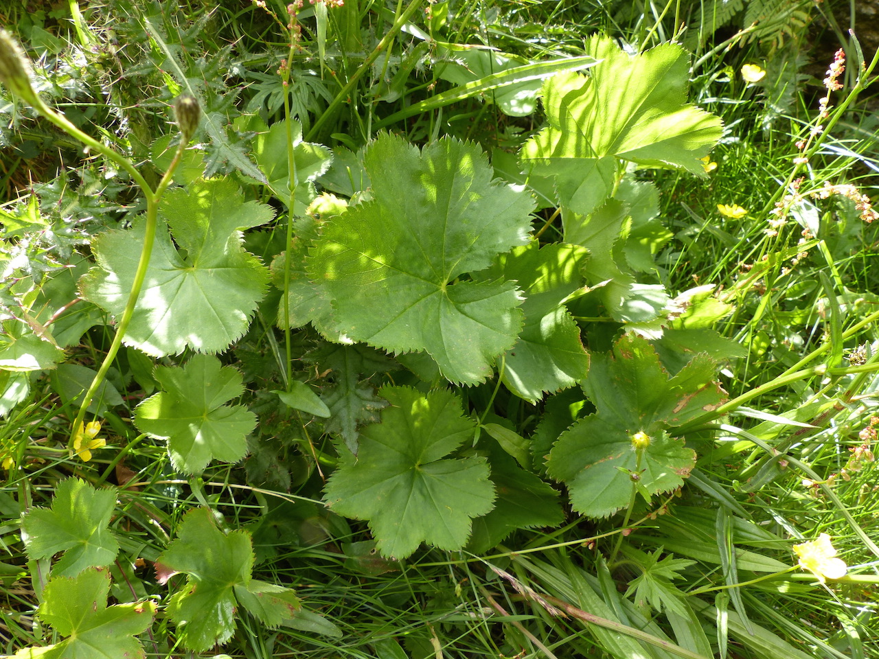 P1290516 Alchemilla wichurae