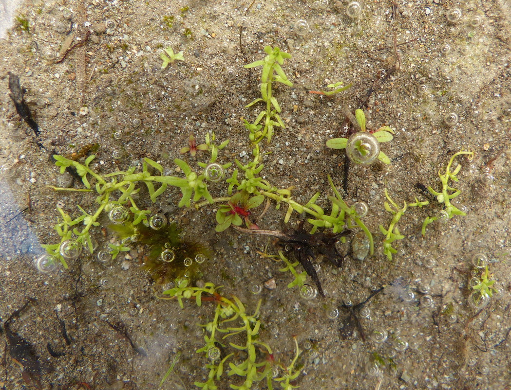 P1290568 Callitriche palustris