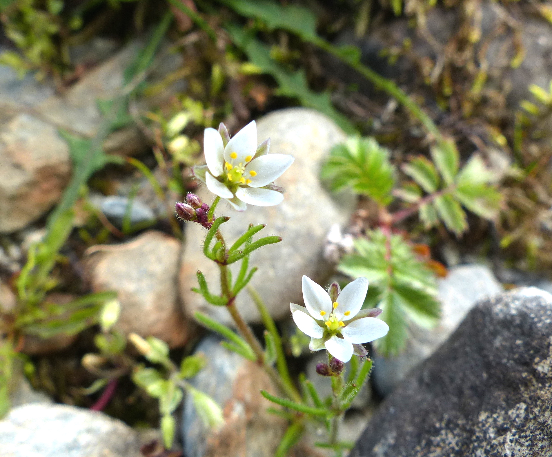 P1290584 Spergula arvensis