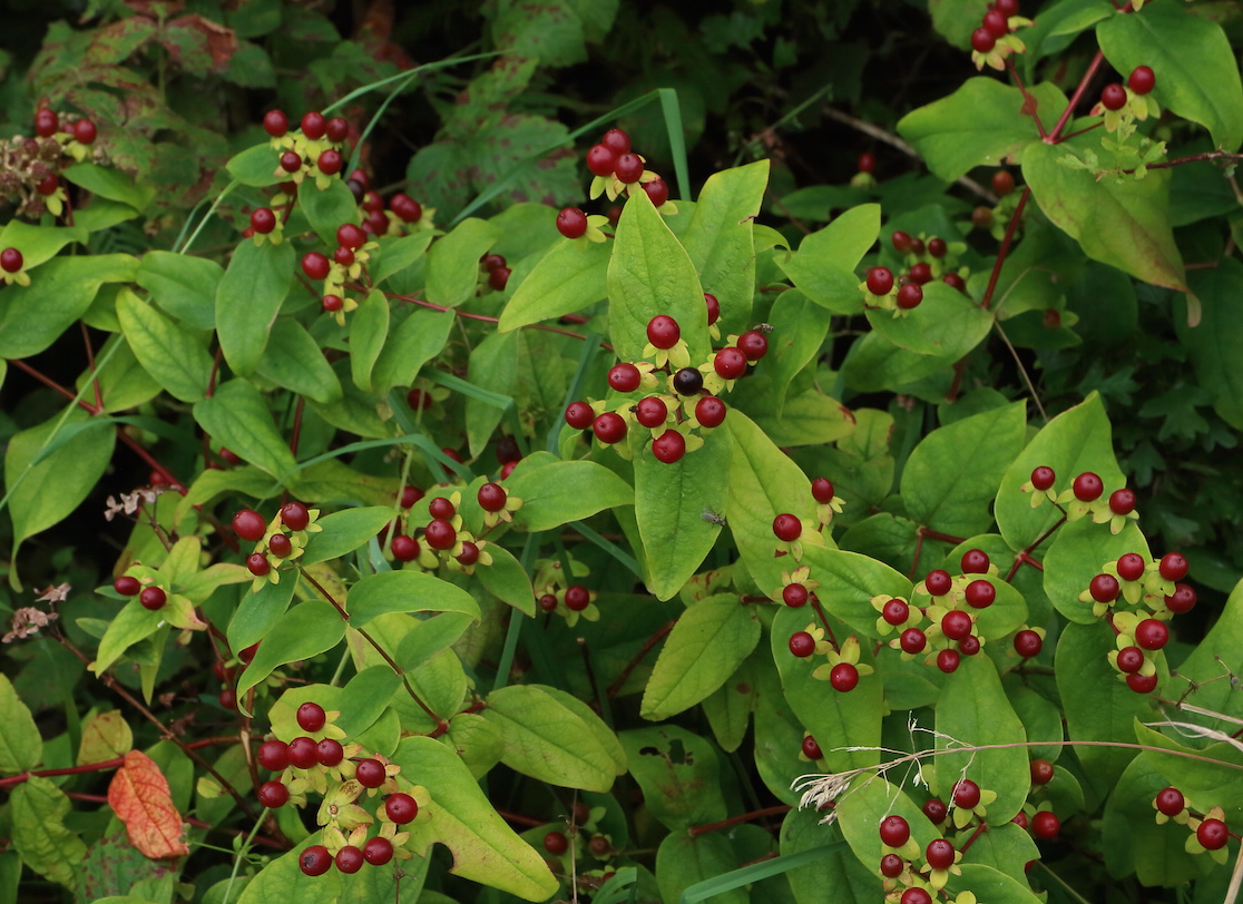Tutsan