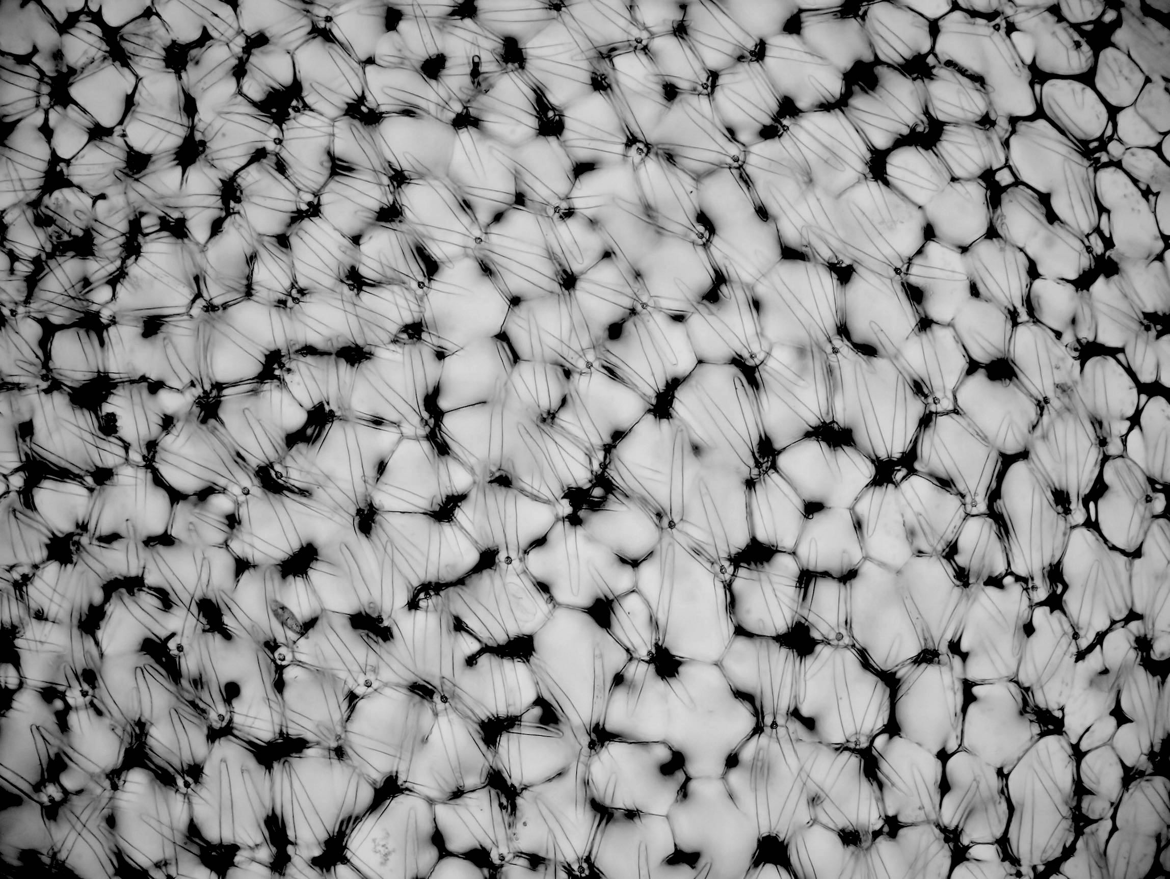 Utricularia stygia Blea Tarn quadrifid hairs