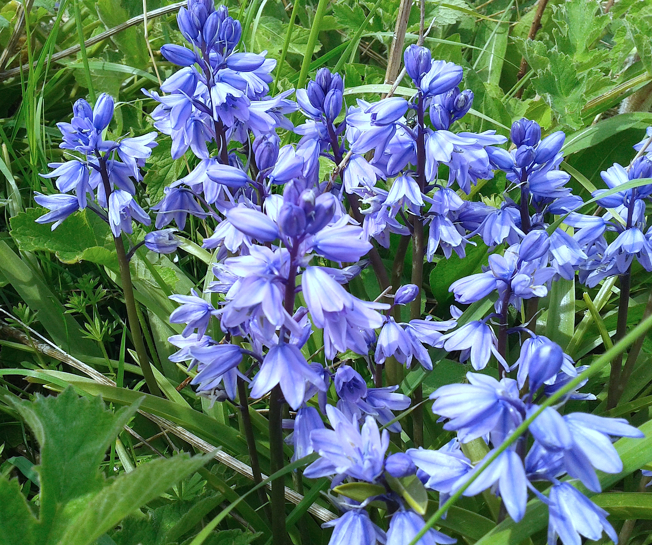 Hiacinthoides hispanica (blue) 3 Maryport 1-05-2015