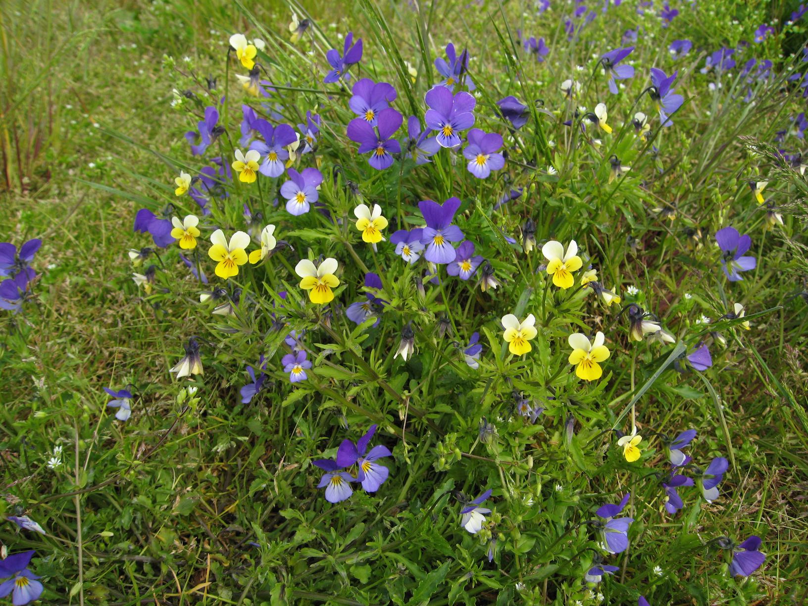 Pansies 1