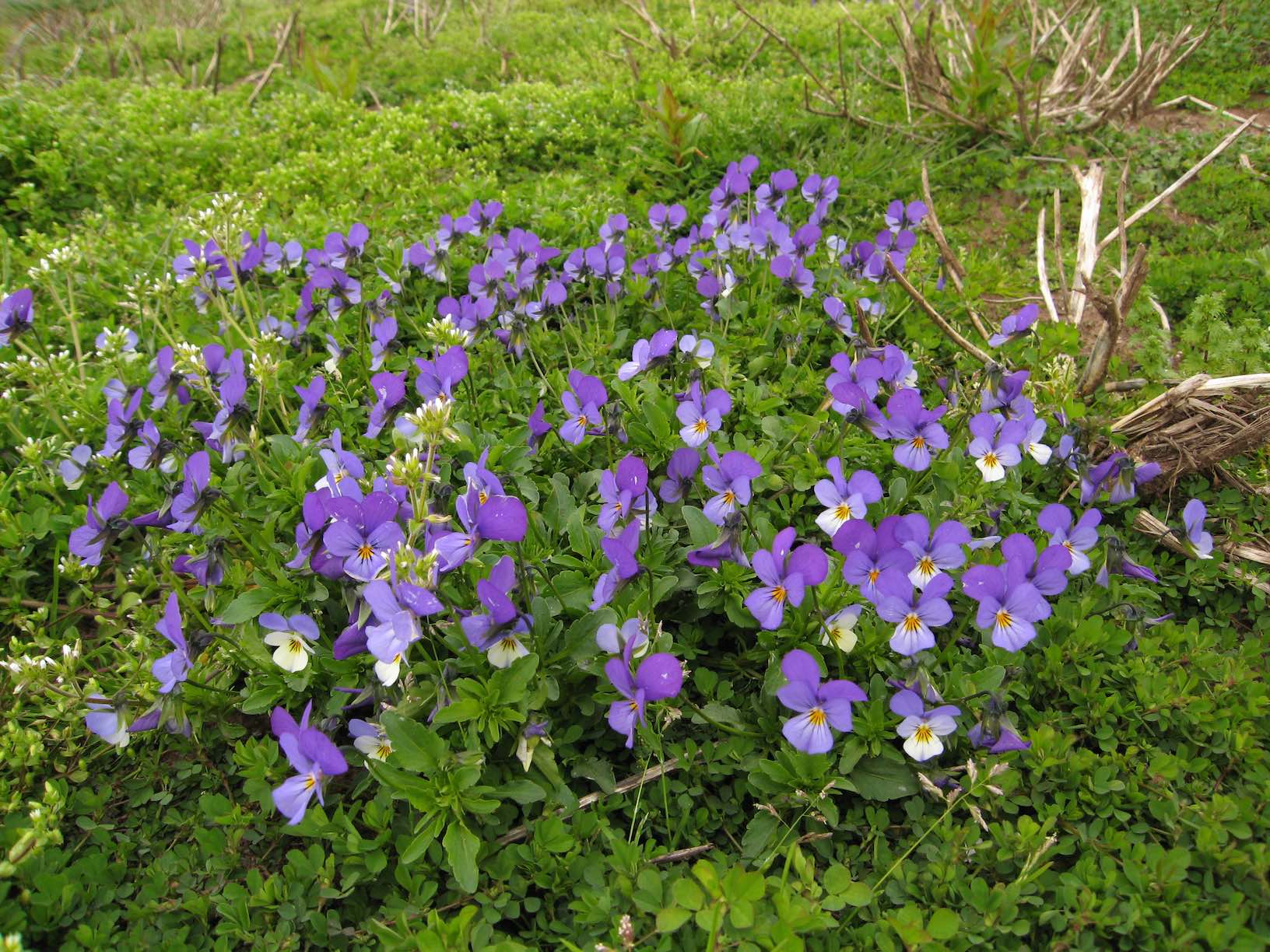 Pansies 3