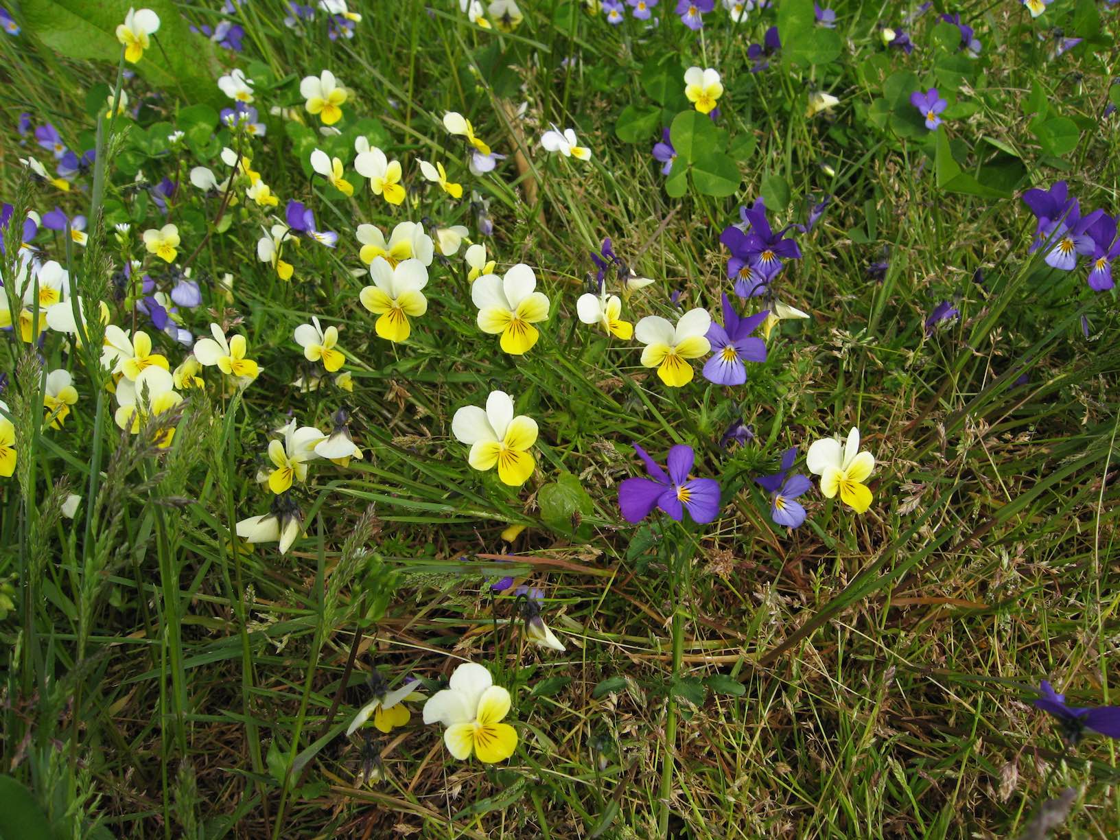 Pansies 4