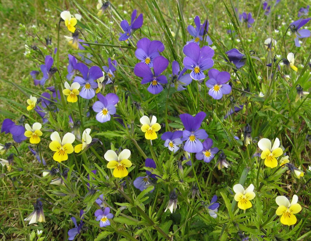 Pansies 5