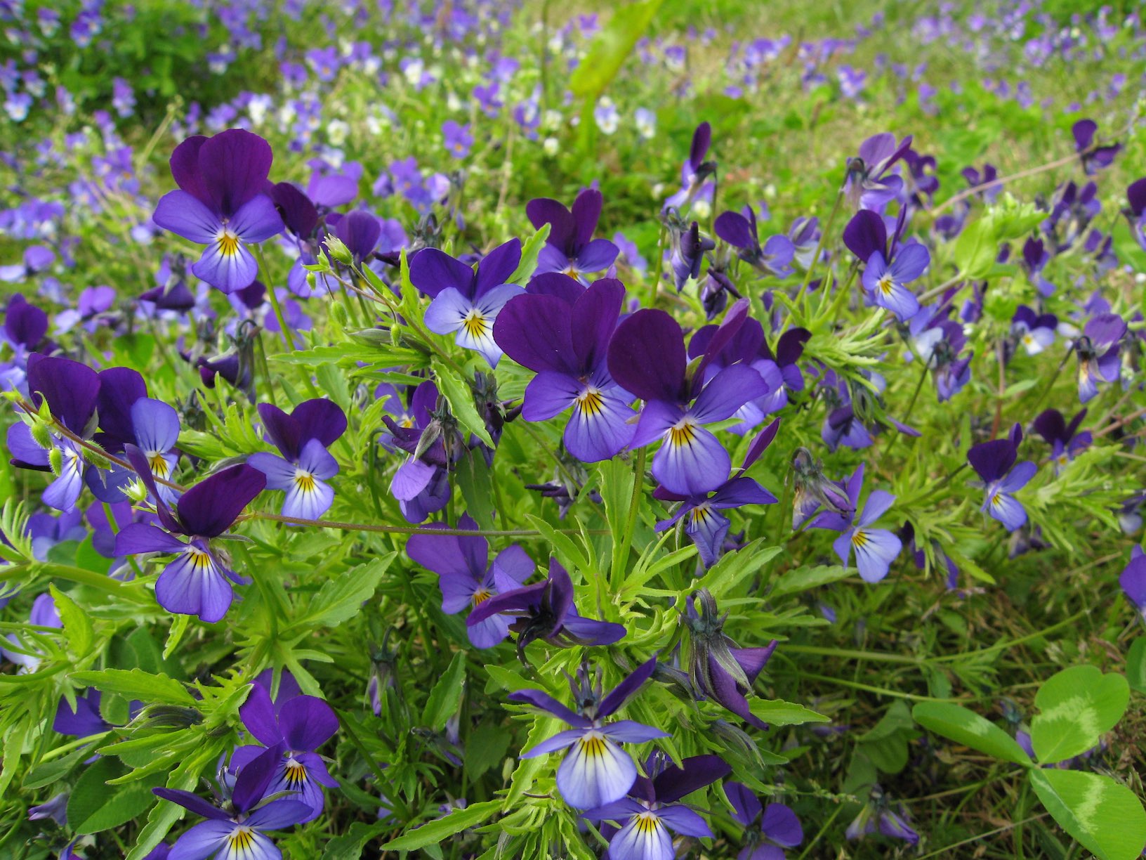 Pansies 6