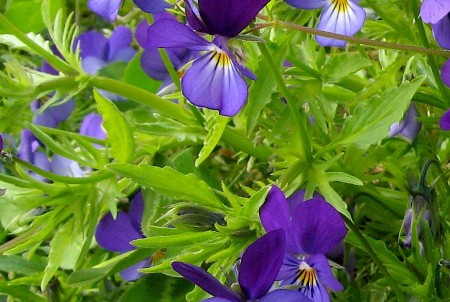 Pansy leaves 2