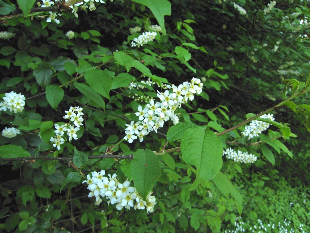 Prunus padus